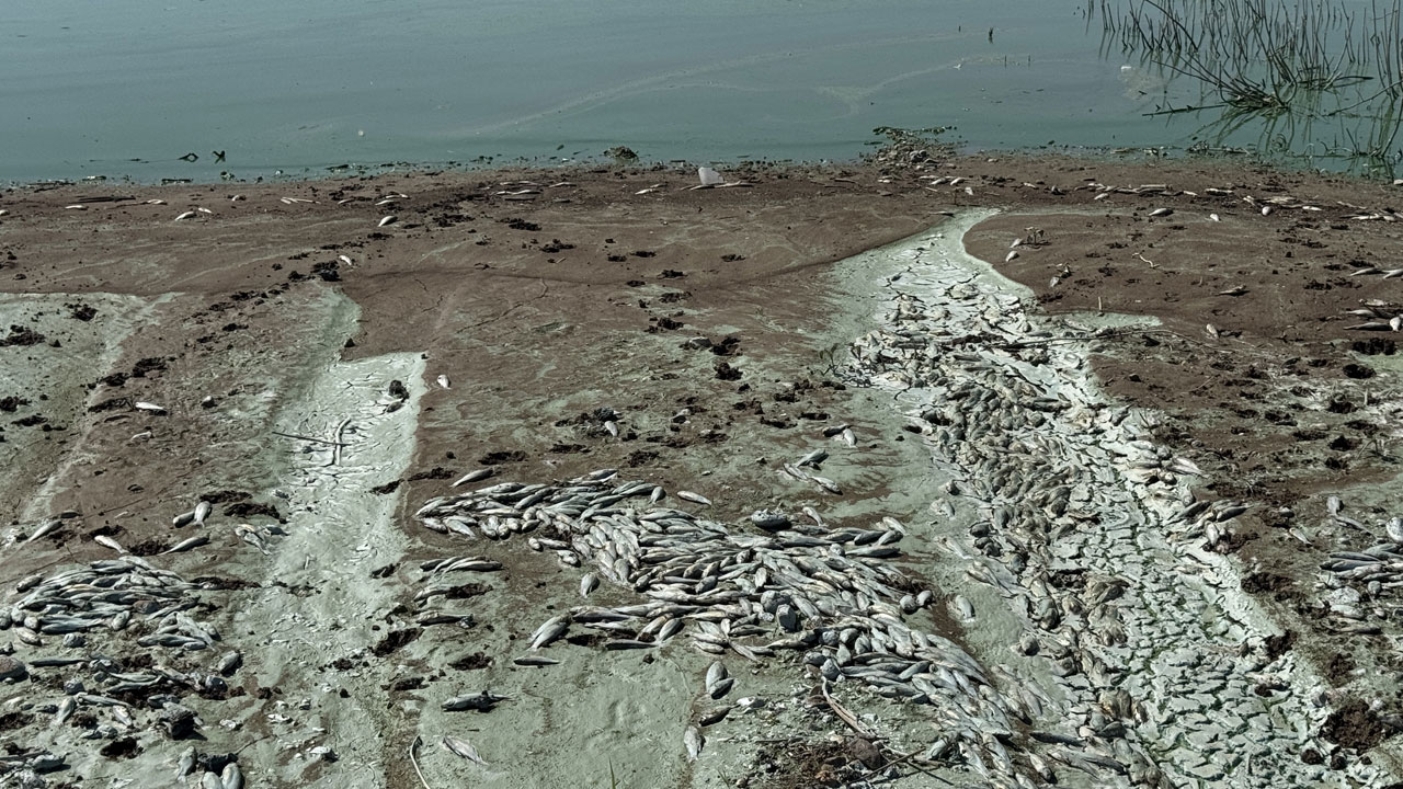 Foto - Korkutan manzara! Kahramanmaraş’ta gizemli balık ölümleri