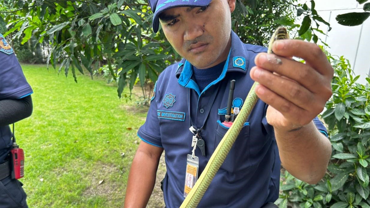 Foto - Korkutan rakam! Yılda 30 binden fazla yılan yakalanıyor