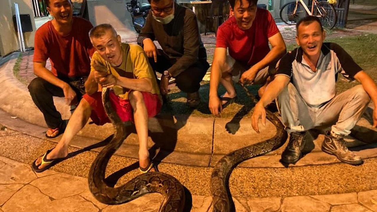Foto - Korkutan rakam! Yılda 30 binden fazla yılan yakalanıyor