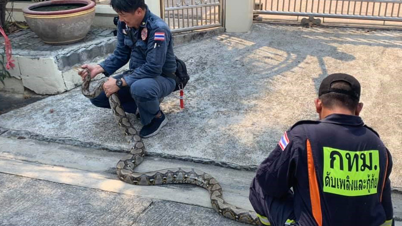 Foto - Korkutan rakam! Yılda 30 binden fazla yılan yakalanıyor