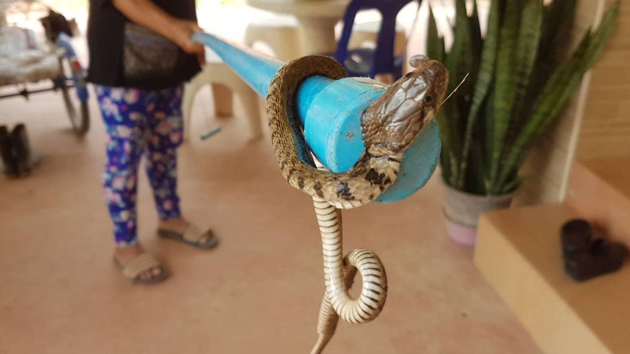 Korkutan rakam! Yılda 30 binden fazla yılan yakalanıyor