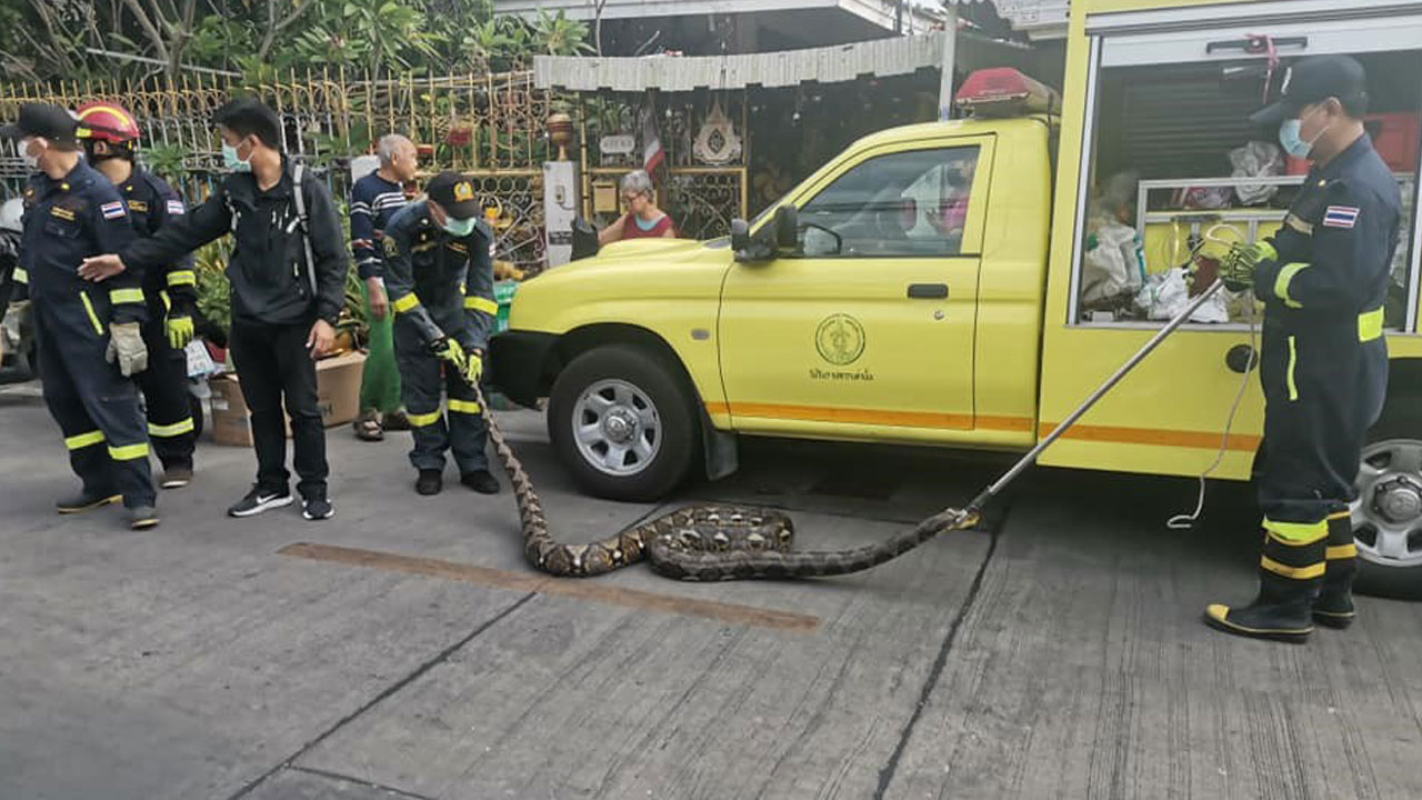 Foto - Korkutan rakam! Yılda 30 binden fazla yılan yakalanıyor