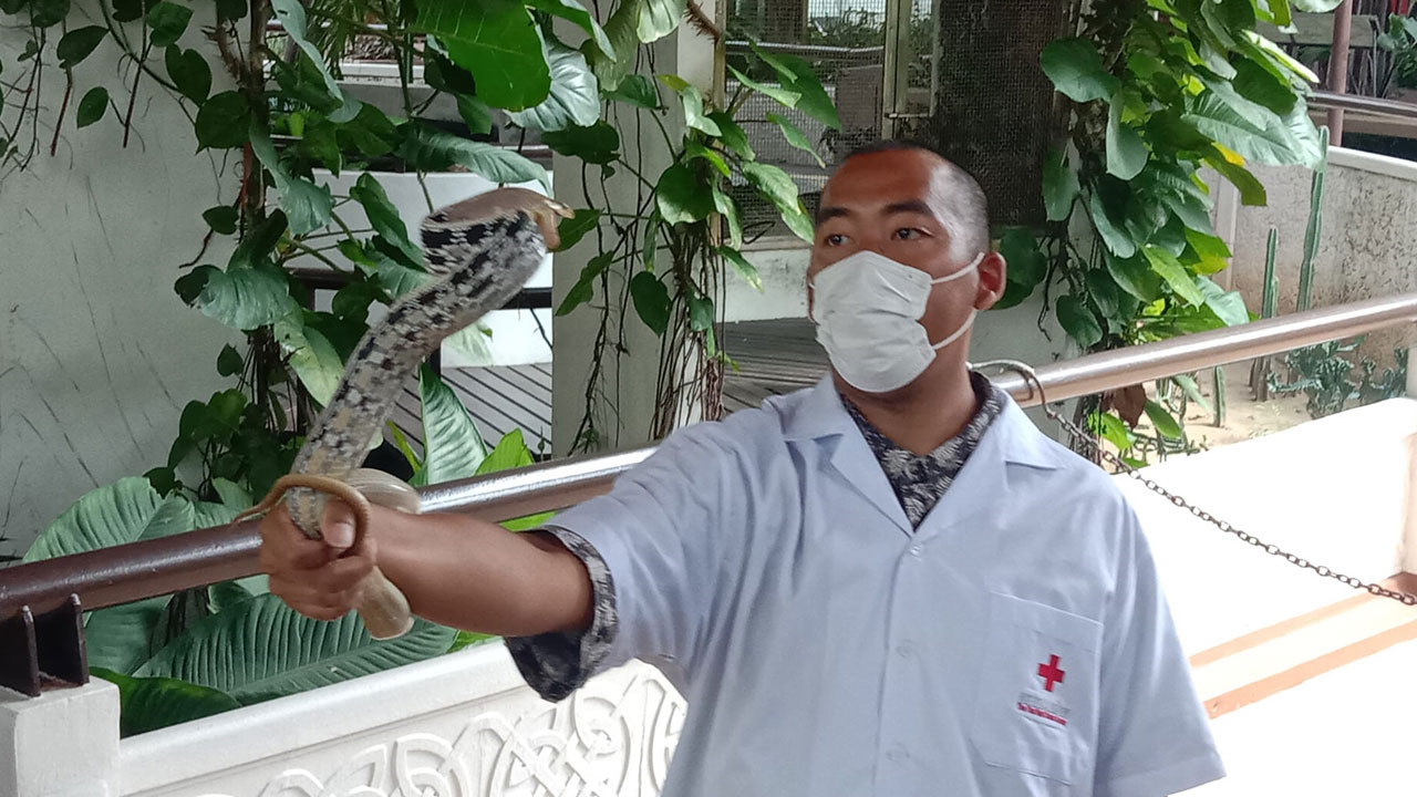 Foto - Korkutan rakam! Yılda 30 binden fazla yılan yakalanıyor