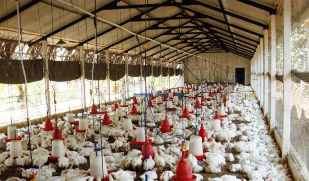 Foto - Korkutan yeni virüs açıklaması: Dünya nüfusunun yarısını öldürecek