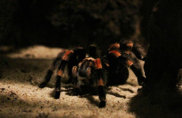 Foto - Korkutucu görüntüleri meraklandırıyor! İşte tarantulaların şaşırtıcı özellikleri