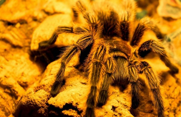 Foto - Korkutucu görüntüleri meraklandırıyor! İşte tarantulaların şaşırtıcı özellikleri