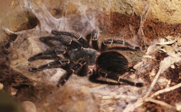 Foto - Korkutucu görüntüleri meraklandırıyor! İşte tarantulaların şaşırtıcı özellikleri