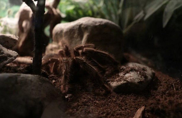 Foto - Korkutucu görüntüleri meraklandırıyor! İşte tarantulaların şaşırtıcı özellikleri