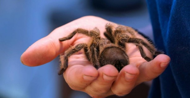 Foto - Korkutucu görüntüleri meraklandırıyor! İşte tarantulaların şaşırtıcı özellikleri