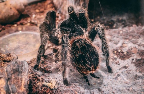 Foto - Korkutucu görüntüleri meraklandırıyor! İşte tarantulaların şaşırtıcı özellikleri