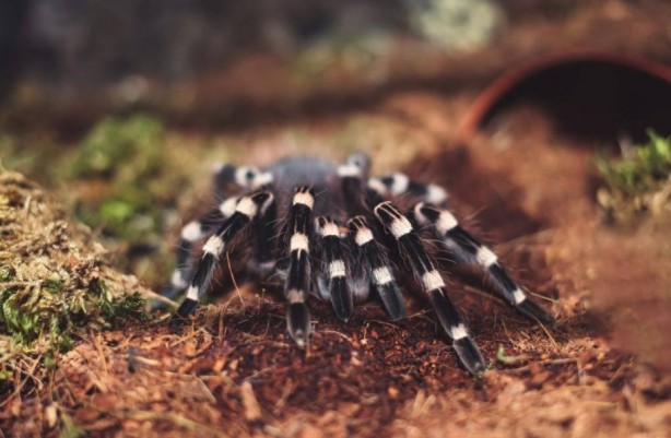 Foto - Korkutucu görüntüleri meraklandırıyor! İşte tarantulaların şaşırtıcı özellikleri