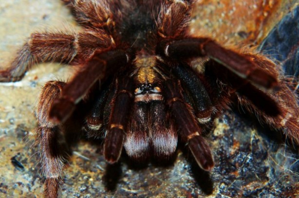 Foto - Korkutucu görüntüleri meraklandırıyor! İşte tarantulaların şaşırtıcı özellikleri