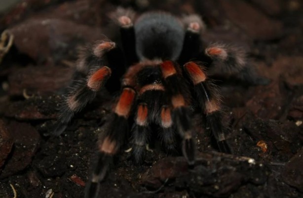 Foto - Korkutucu görüntüleri meraklandırıyor! İşte tarantulaların şaşırtıcı özellikleri