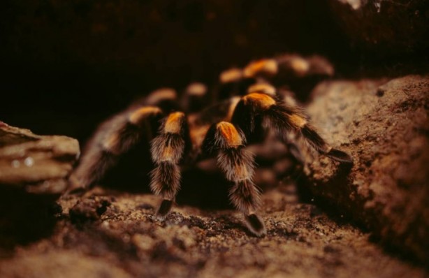 Foto - Korkutucu görüntüleri meraklandırıyor! İşte tarantulaların şaşırtıcı özellikleri