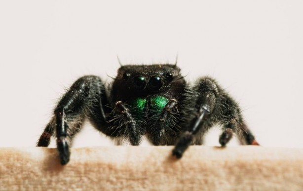 Foto - Korkutucu görüntüleri meraklandırıyor! İşte tarantulaların şaşırtıcı özellikleri