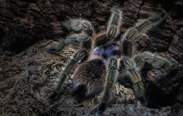Foto - Korkutucu görüntüleri meraklandırıyor! İşte tarantulaların şaşırtıcı özellikleri
