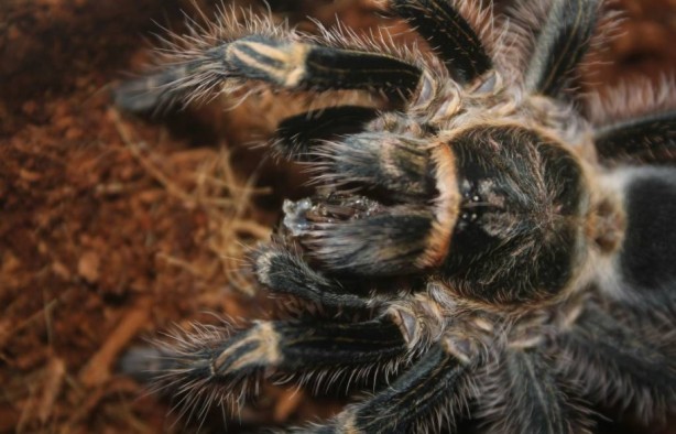 Foto - Korkutucu görüntüleri meraklandırıyor! İşte tarantulaların şaşırtıcı özellikleri