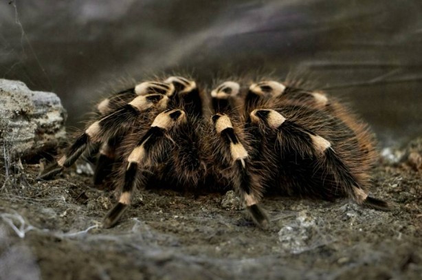 Foto - Korkutucu görüntüleri meraklandırıyor! İşte tarantulaların şaşırtıcı özellikleri