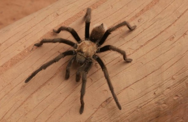 Foto - Korkutucu görüntüleri meraklandırıyor! İşte tarantulaların şaşırtıcı özellikleri