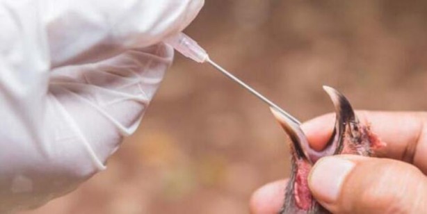 Foto - Koronavirüs bitmeden yeni salgın paniği!