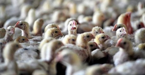 Foto - Koronavirüs derken... Bir salgınla daha sarsıldılar! 