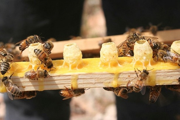 Foto - Koronavirüs sonrası talep patlaması yaşandı: Kilosu tam 16 bin lira