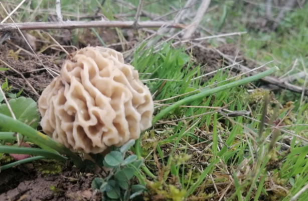 Foto - Koronavirüs sonrası yarım saatte tükeniyor! Kilosu 130 lira