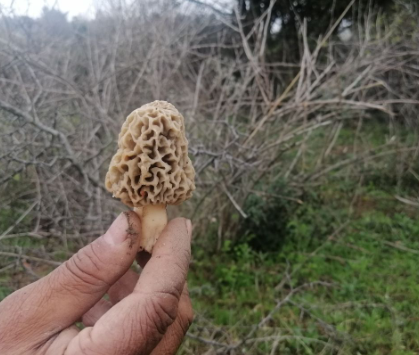 Foto - Koronavirüs sonrası yarım saatte tükeniyor! Kilosu 130 lira