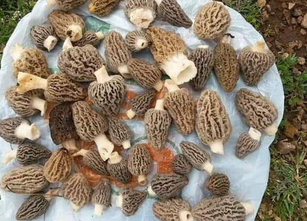 Foto - Koronavirüs sonrası yarım saatte tükeniyor! Kilosu 130 lira