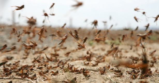 Foto - Koronavirüsten sonra beklenen felaket başladı! Korkutan görüntüler