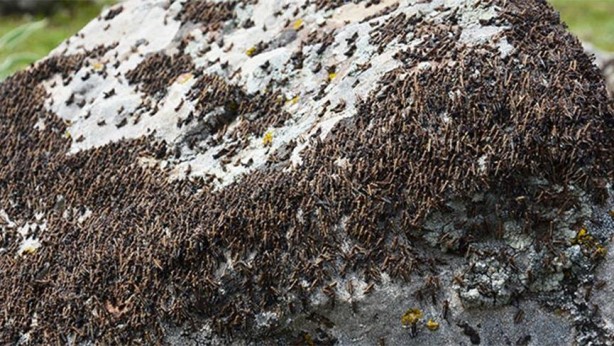 Foto - Koronavirüsten sonra beklenen felaket başladı! Korkutan görüntüler