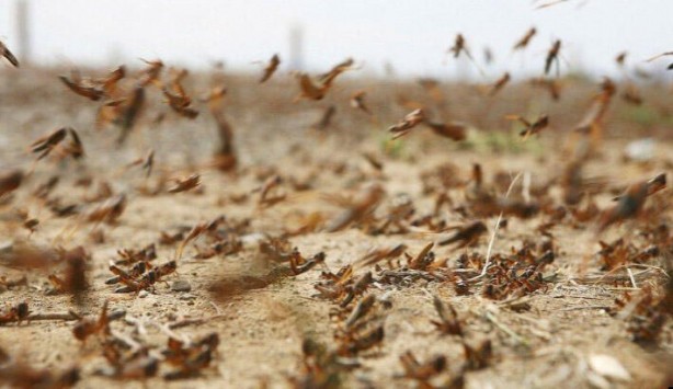 Koronavirüsten sonra beklenen felaket başladı! Korkutan görüntüler