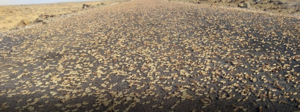 Foto - Koronavirüsten sonra beklenen felaket başladı! Korkutan görüntüler