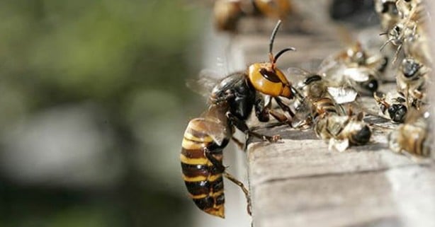 Foto - Koronavirüsten sonra ortaya çıkıp can almıştı! Katil arılar o ilimizde saldırıya geçti