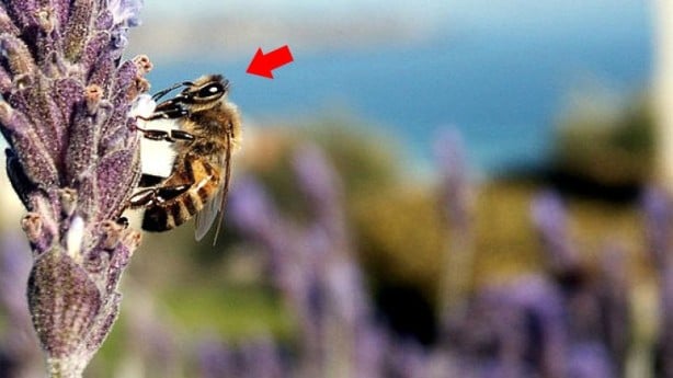 Foto - Koronavirüsten sonra ortaya çıkıp can almıştı! Katil arılar o ilimizde saldırıya geçti