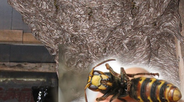 Foto - Koronavirüsten sonra ortaya çıkıp can almıştı! Katil arılar o ilimizde saldırıya geçti