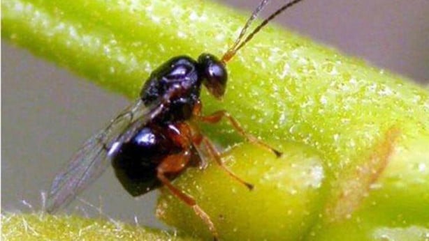 Foto - Koronavirüsten sonra ortaya çıkıp can almıştı! Katil arılar o ilimizde saldırıya geçti