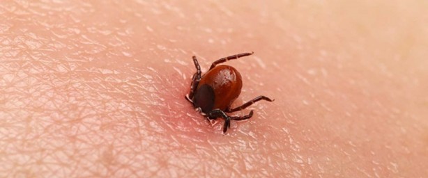 Foto - Koronavirüsten sonra şimdi de Bunyavirüs alarmı! Bunyavirus nedir? Belirtileri nelerdir? 