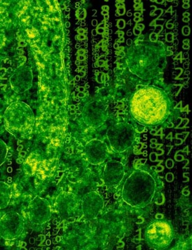 Foto - Koronavirüsten sonra yeni kabus! Bulaştığı insanı 1 hafta içerisinde öldürüyor