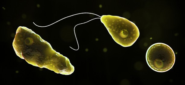 Foto - Koronavirüsten sonra yeni kabus! Bulaştığı insanı 1 hafta içerisinde öldürüyor