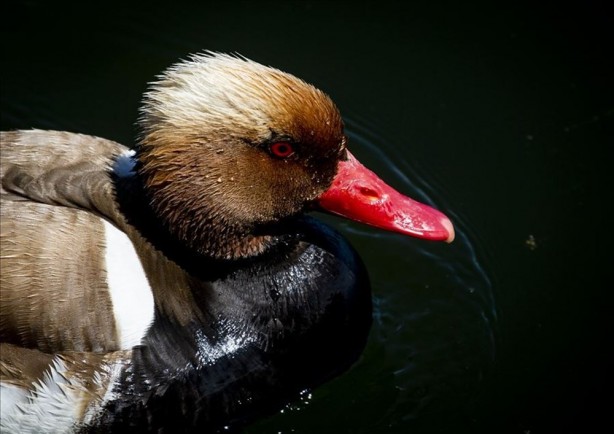 Foto - Koronavirüsten sonraki felaket olarak adlandırılıyordu! Bu kez o ülkede saldırıya geçtiler