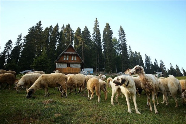 Foto - Koronavirüsten sonraki felaket olarak adlandırılıyordu! Bu kez o ülkede saldırıya geçtiler