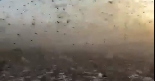 Koronavirüsten sonraki felaket olarak adlandırılıyordu! Bu kez o ülkede saldırıya geçtiler