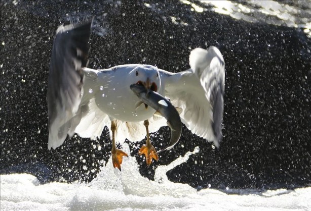 Foto - Koronavirüsten sonraki felaket olarak adlandırılıyordu! Bu kez o ülkede saldırıya geçtiler