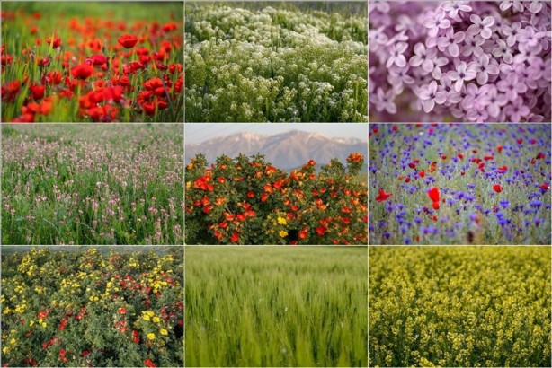 Foto - Koronavirüsten sonraki felaket olarak adlandırılıyordu! Bu kez o ülkede saldırıya geçtiler