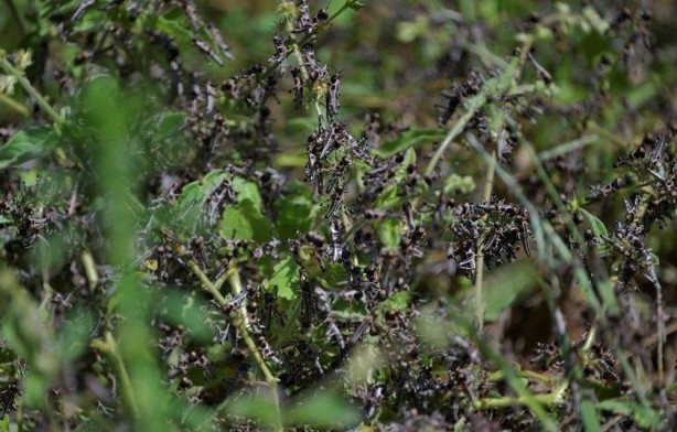 Foto - Koronavirüsten sonraki yeni felaket! Ülke ülke yayılıyor