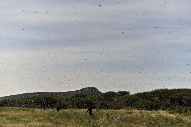Foto - Koronavirüsten sonraki yeni felaket! Ülke ülke yayılıyor