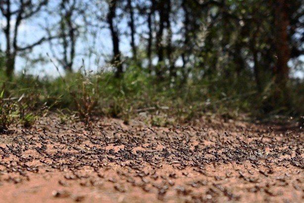 Foto - Koronavirüsten sonraki yeni felaket! Ülke ülke yayılıyor