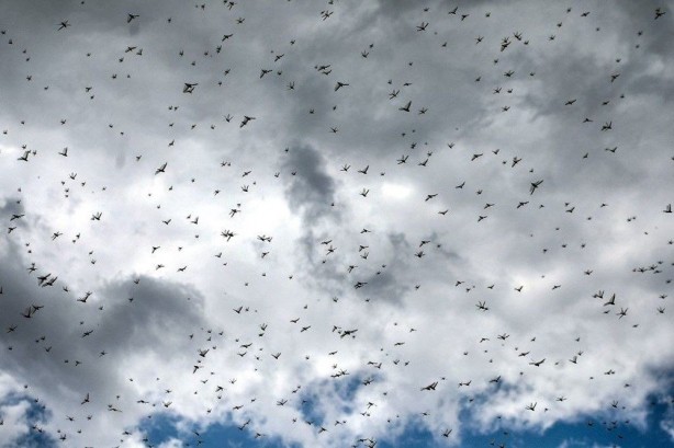 Foto - Koronavirüsten sonraki yeni felaket! Ülke ülke yayılıyor
