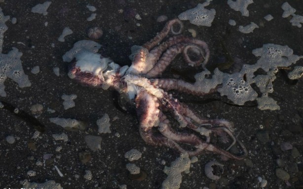 Foto - Koronavirüsü gölgede bıraktı! Binlercesi aynı anda...